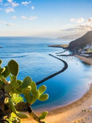 canaries