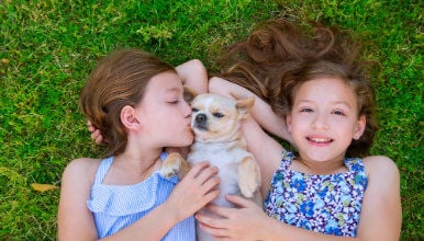 Location Normandie chiens acceptés