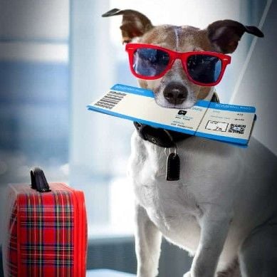 ou partir avec son chien en vacances