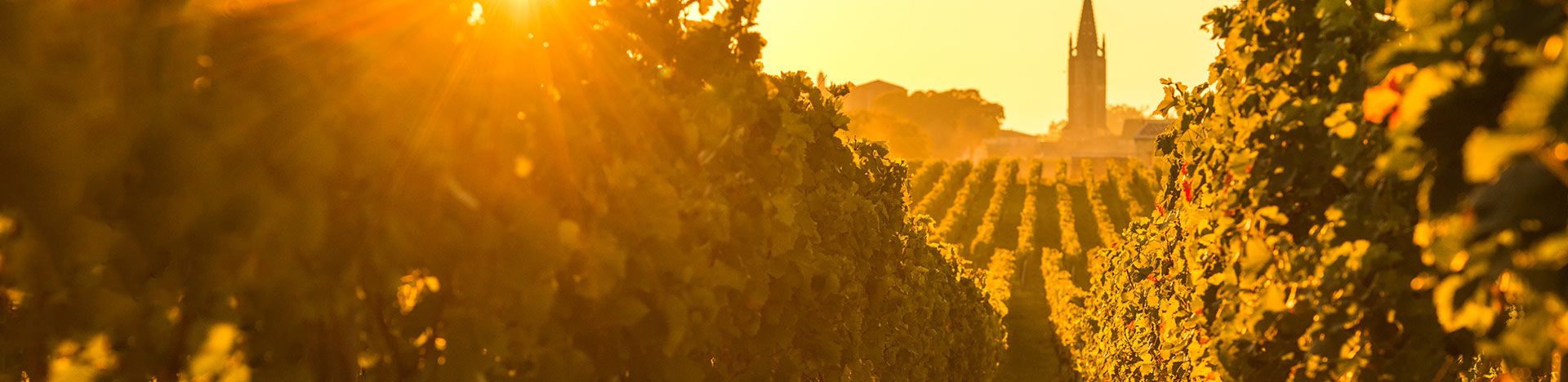 Vignoble en France