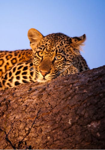 Léopard en Afrique du Sud