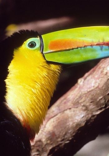 Voyage au Costa Rica : Où et quand partir en vacances au Costa Rica ?