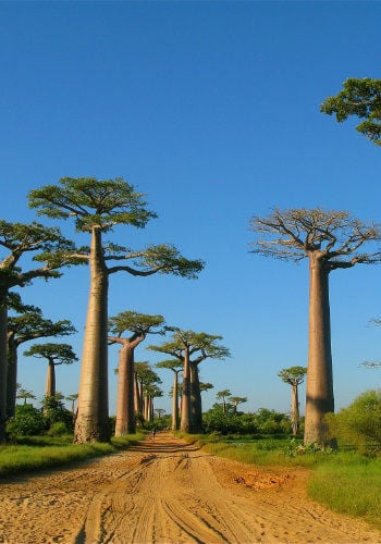 Billet d'avion Madagascar