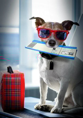Conseils pour vacances avec son chien
