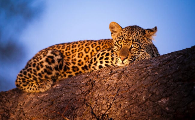 Leopard Afrique du Sud