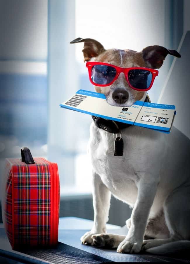 <h3>Partir en vacances <br />avec son chien</h3>